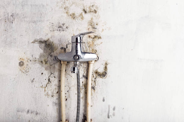 Best Local Mold Removal Service  in Sun Valley, PA
