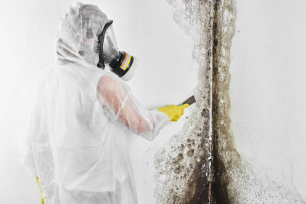 Best Certified Mold Removal  in Sun Valley, PA