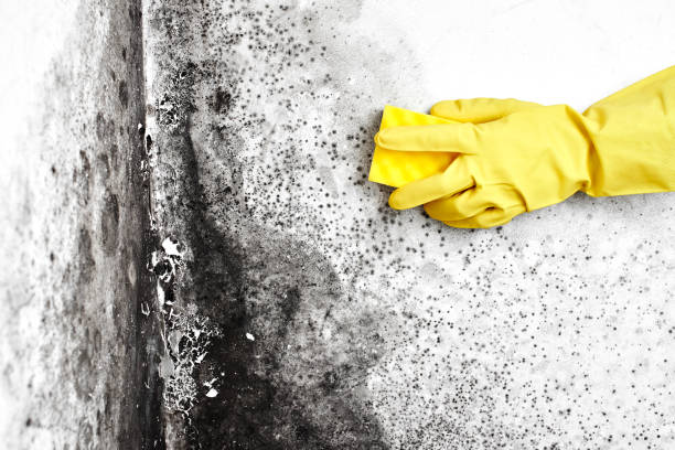 Best Attic Mold Removal  in Sun Valley, PA