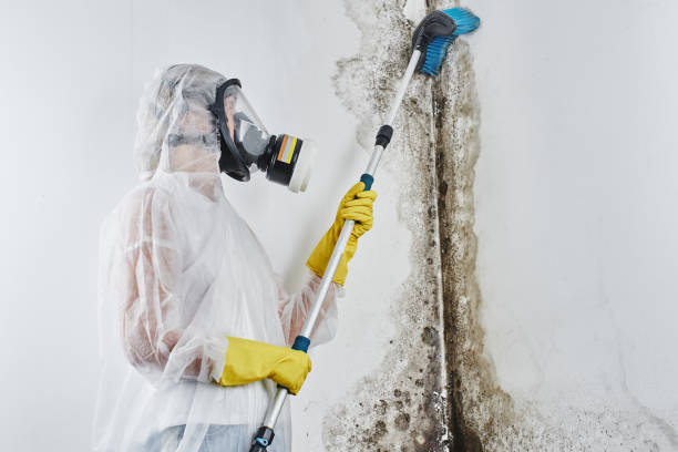 Best Black Mold Removal  in Sun Valley, PA